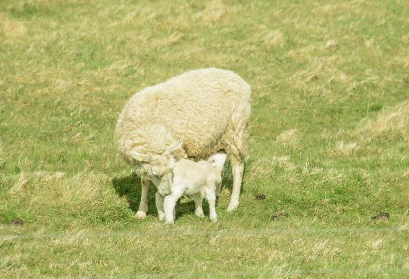 הוסטל Pension Luuward 3 Sterne