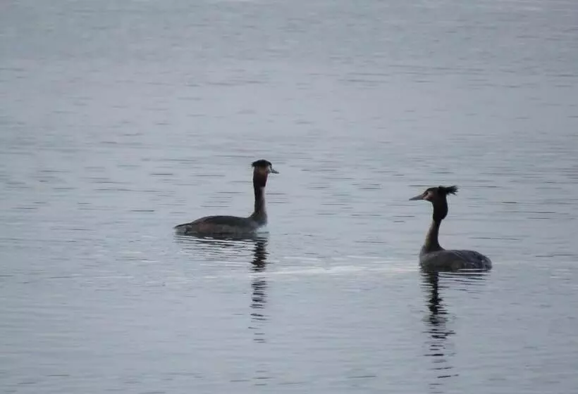 Majatalo Gast & Logierhaus Am Rheinsberger See