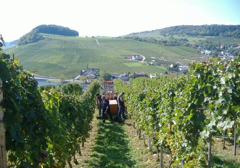ペンション Gästehaus Und Weingut Bernd Frieden
