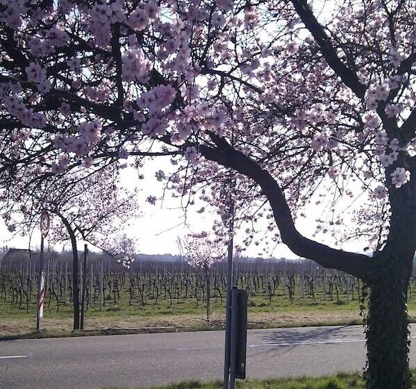 פנסיון Gästezimmer / Weingut Peter