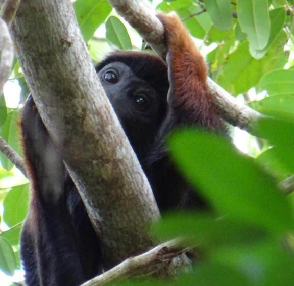 Pension Villa Arumã Pousada