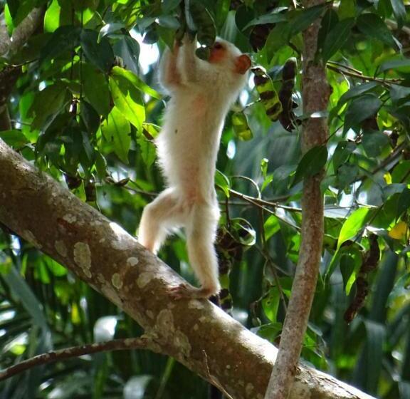 Pension Villa Arumã Pousada