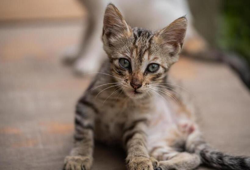 ペンション Roots Family