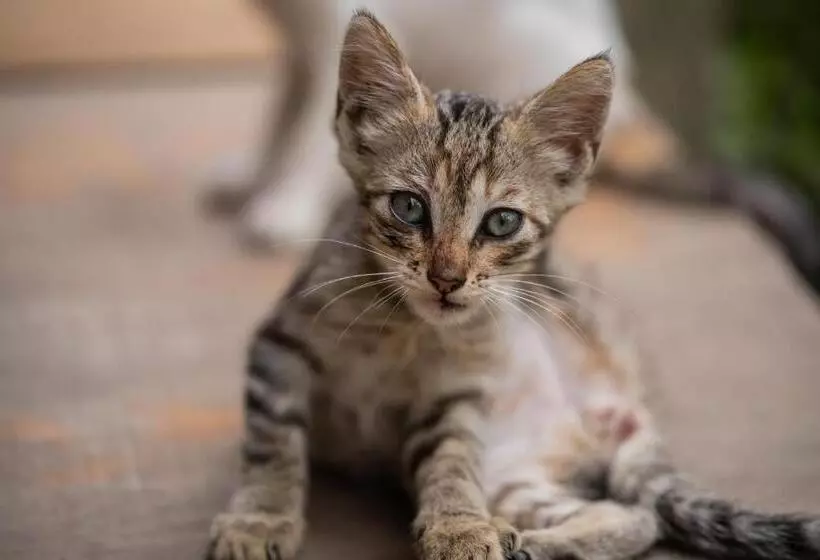 Majatalo Roots Family