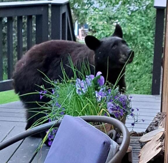 Alaska Chalet Bed & Breakfast