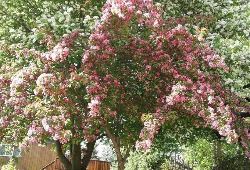 Alaska Chalet Bed & Breakfast