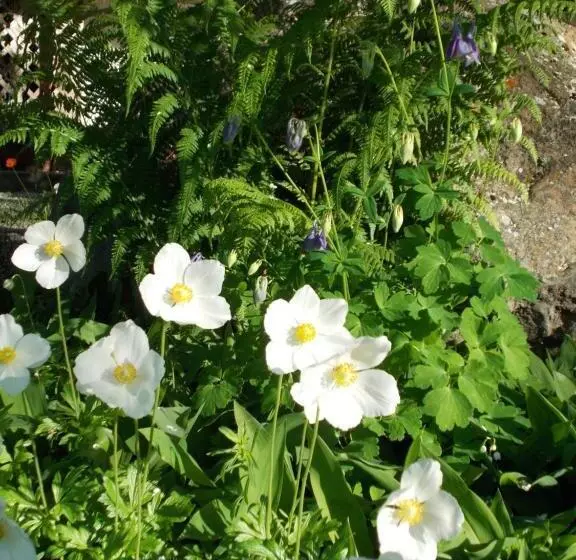 Alaska Chalet Bed & Breakfast