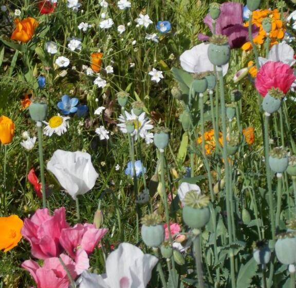 Alaska Chalet Bed & Breakfast