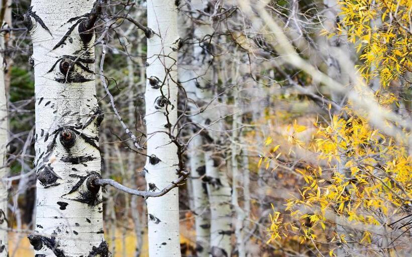 مبيت وإفطار Fireside Lodge