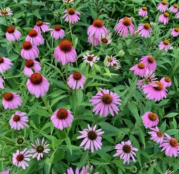 Peters Sunset Beach Resort And Golf