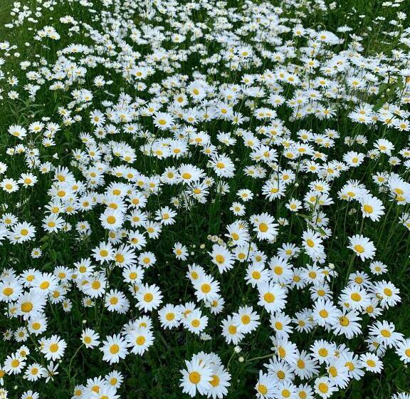 Peters Sunset Beach Resort And Golf