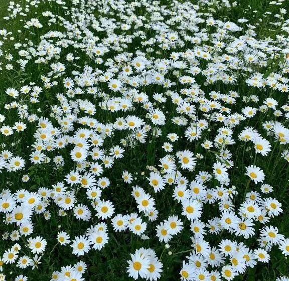 Peters Sunset Beach Resort And Golf