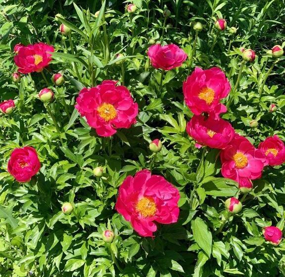 Peters Sunset Beach Resort And Golf