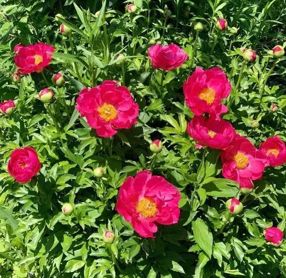 Peters Sunset Beach Resort And Golf