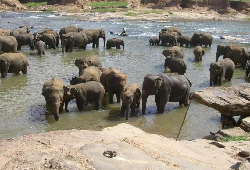 Majatalo Risenlak Holiday Resort