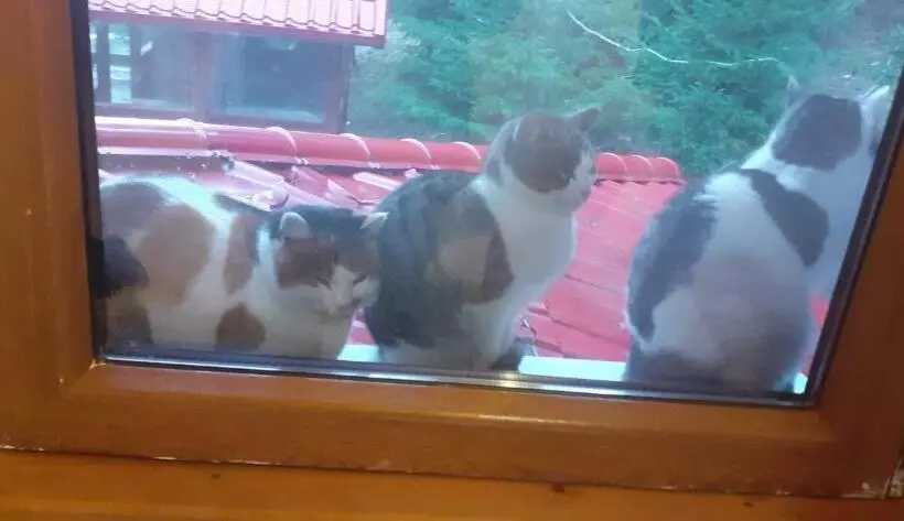 Pensiune Casa Maia Dambovicioara