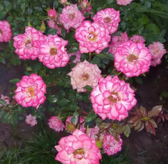 Majatalo Gemsbok Cottage