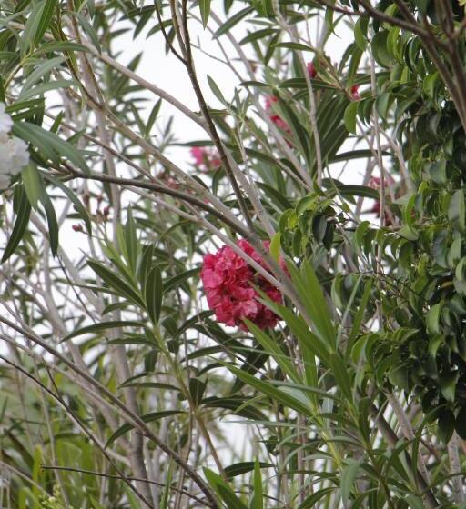 Hotelli West Valley Farm Villa