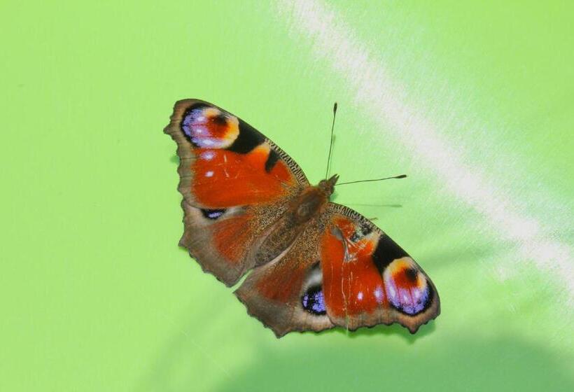 Пансион Cottage Kazka Lisu