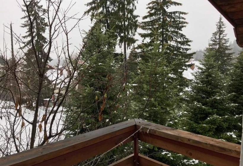 פנסיון Vila Veverita