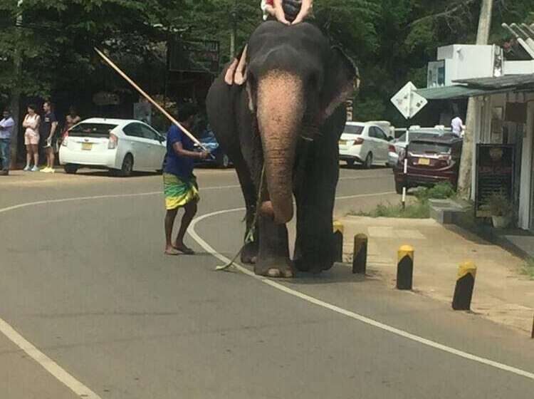 Pensjonat Lucky Prince Villa