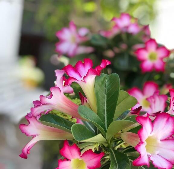 Pension Pousada Recanto Da Família