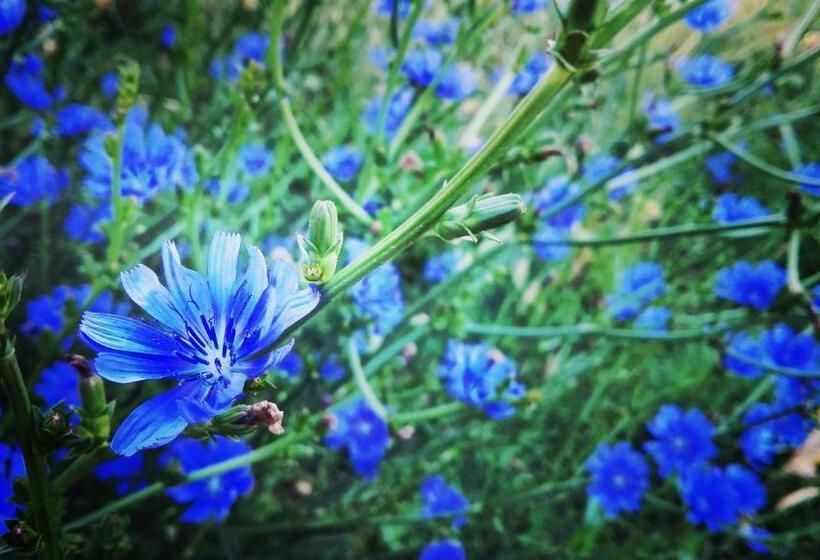הוסטל Chakana Hospedaje Rural