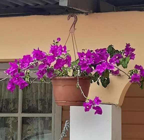 カプセルホテル Hospedaje Rampolla's