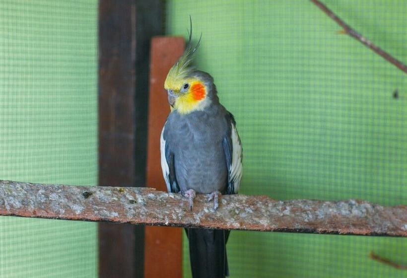 Pension Pousada Campo Alegre