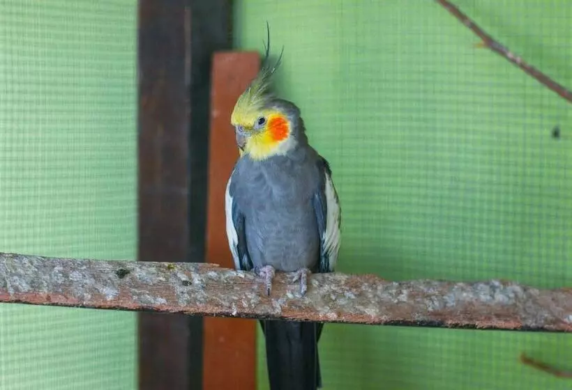 Majatalo Pousada Campo Alegre