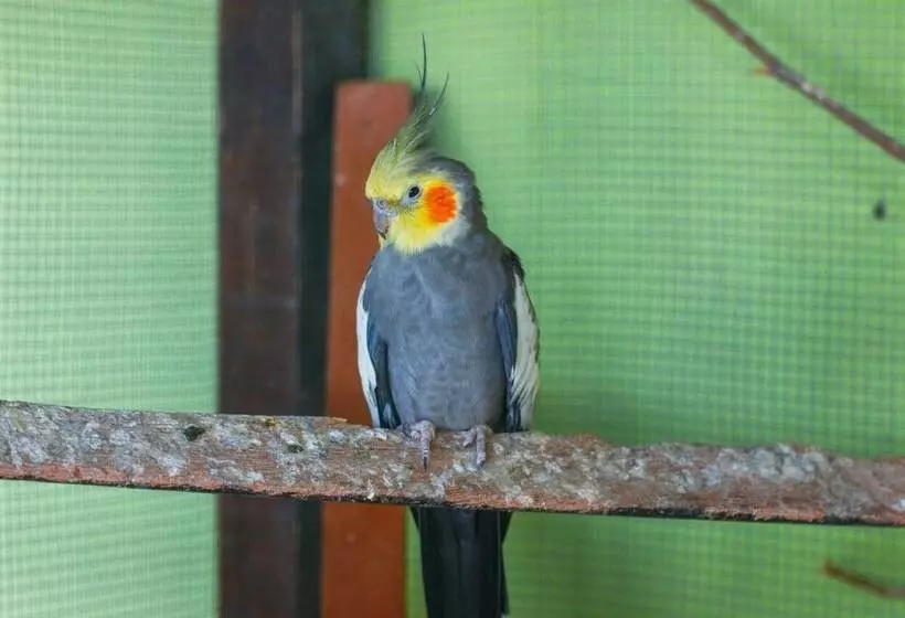 Majatalo Pousada Campo Alegre