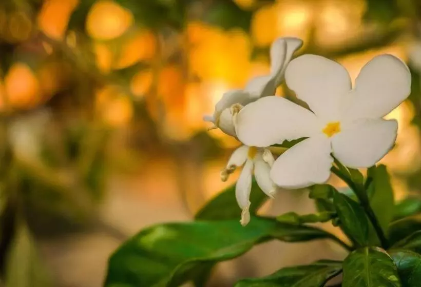 Majatalo Vibra Guesthouse