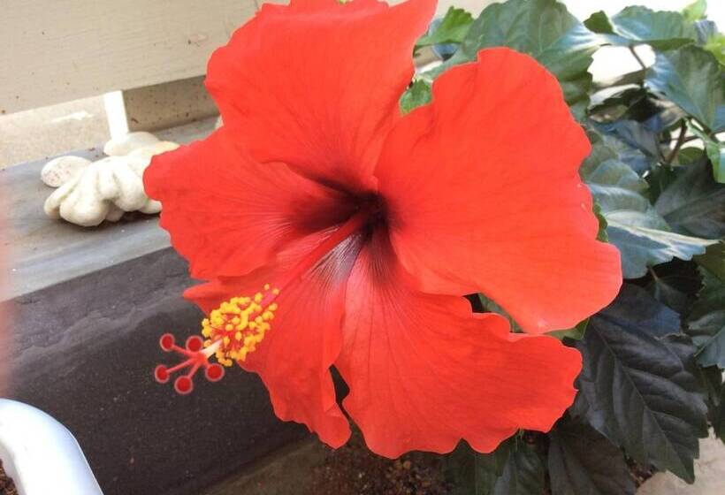 Pensió Shimanchu Guest House Yuien