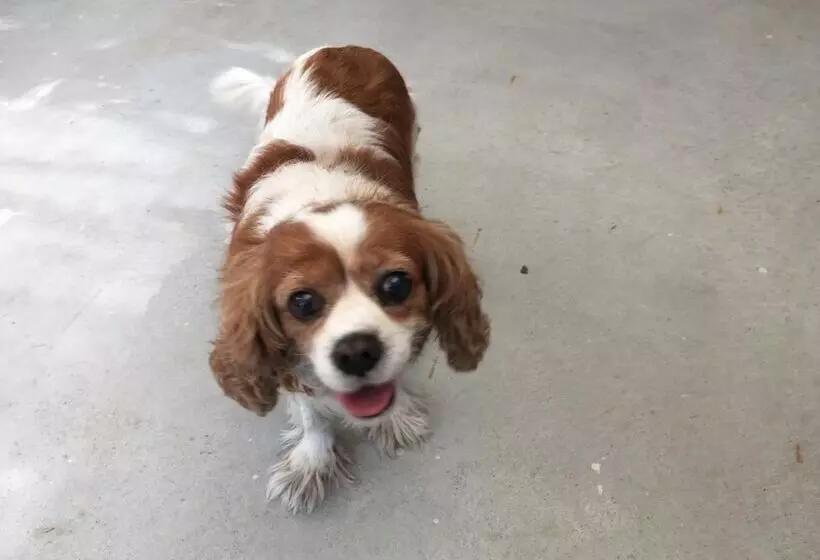 ペンション Shimanchu Guest House Yuien