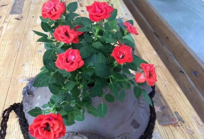 ペンション Shimanchu Guest House Yuien