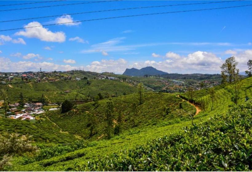 مبيت وإفطار Tealeaf