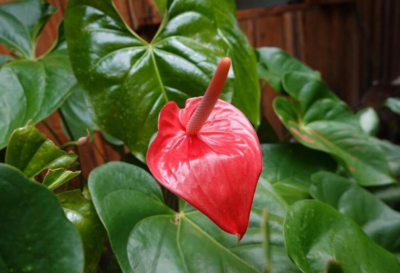 פנסיון Osa De Rio