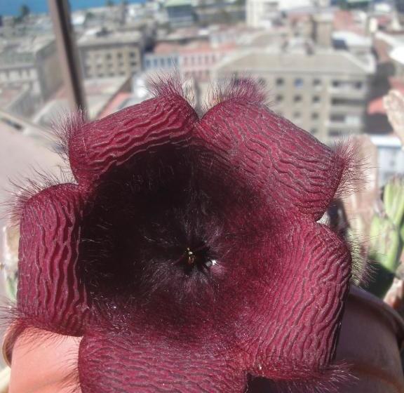 پانسیون The Travelling Chile