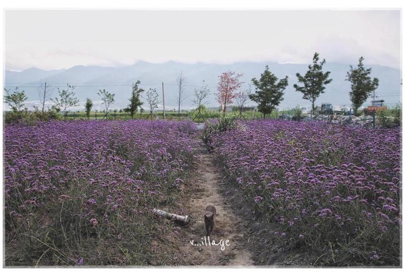 Пансион Dali Village Inn