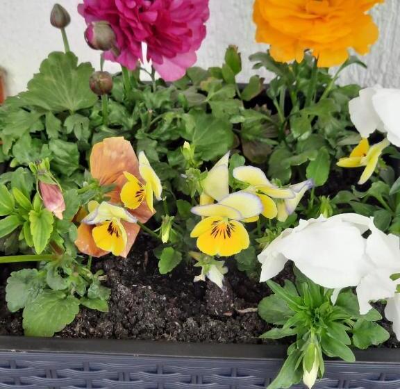 بنسيون Villa Prestige