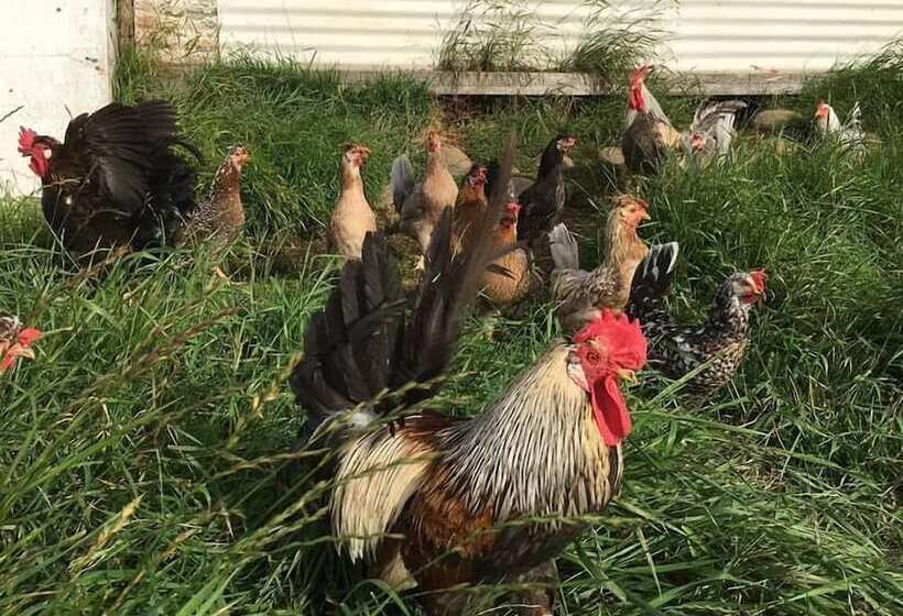 هتل öndólfsstaðir Farm B&b
