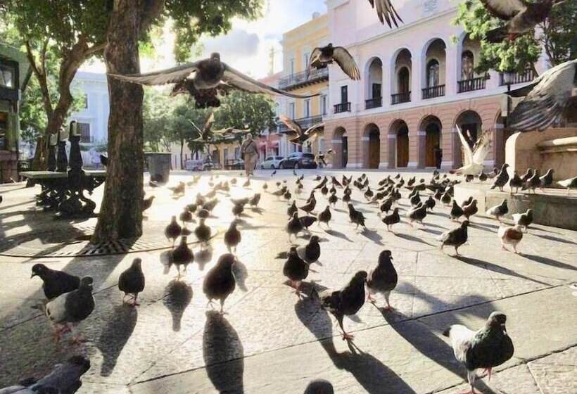 هاستل Navona Studios