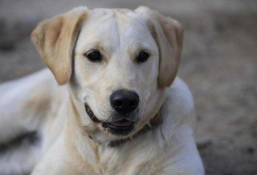 فندق Bergbauernhof Stauder   Hirschbergalpakas