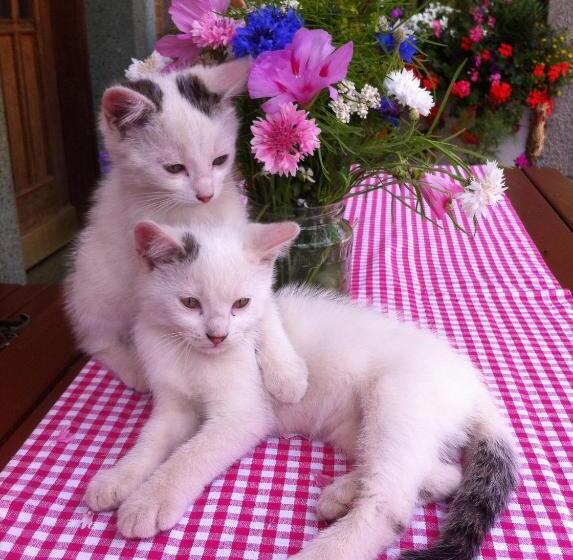 فندق Bergbauernhof Stauder   Hirschbergalpakas