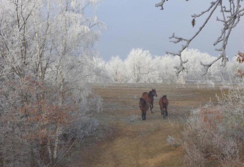 Pensionat Fecskefészek Vendégház őriszentpéter