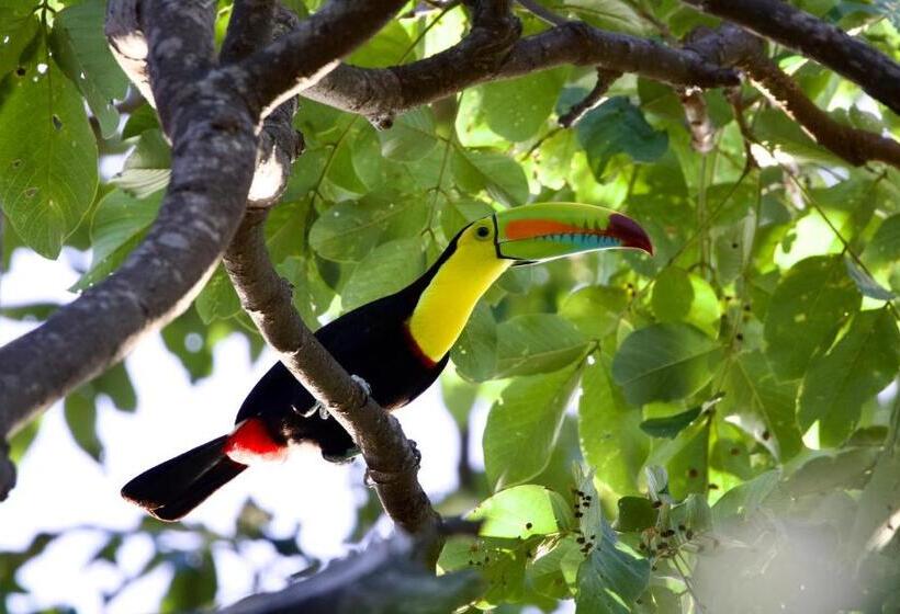 پانسیون Cabinas Cahuita