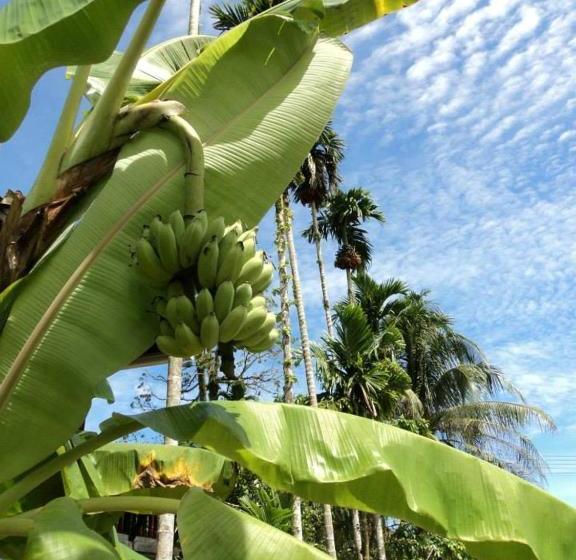 ペンション Villa Colina Khao Lak Rooms And Bungalows   Adults Only