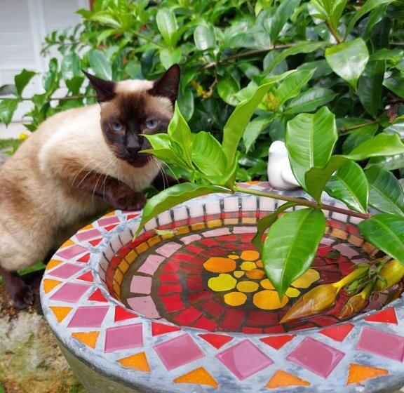 膳宿费 Pousada Vistacalma