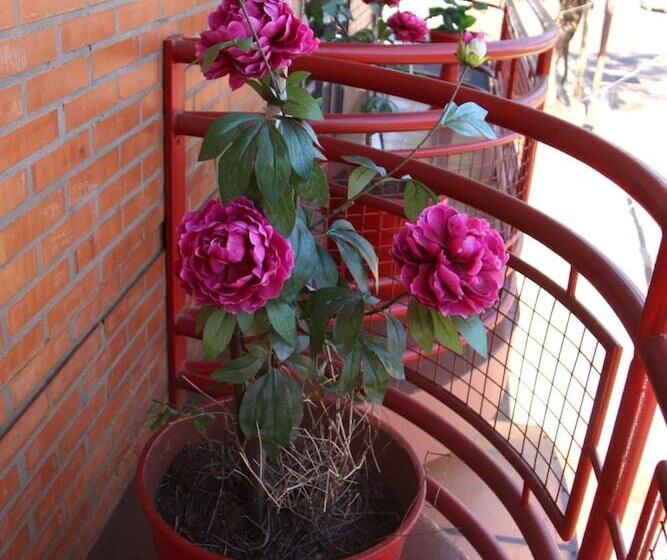 هاستل Hosteria Maryland