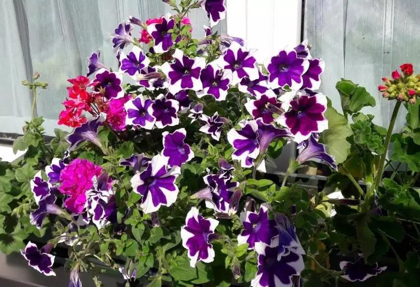 ペンション Gasthof Hirschen